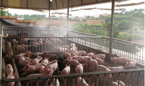 Ưu điểm của hệ thống máy phun sương làm mát cho các trang trại chăn nuôi
